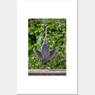 Hesitant Heron Posters and Art